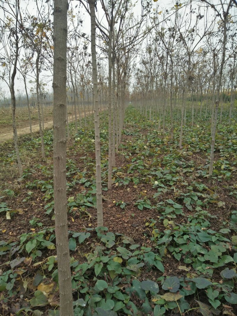 北栾3至15公分。自己苗圃，北京栾
