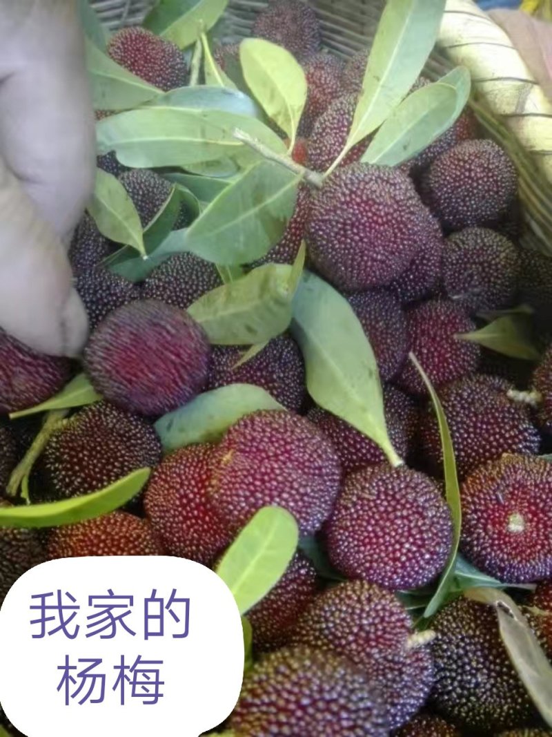 乌梅