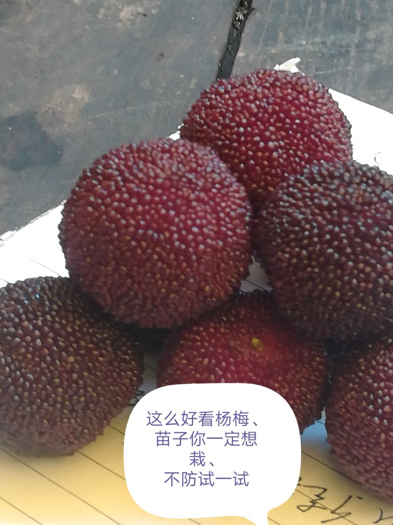 乌梅