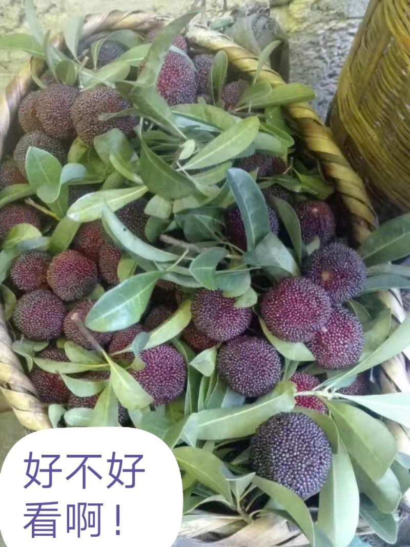 乌梅