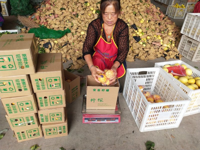 【一件代发】安岳尤力克柠檬皮薄多汁产地直销一件代发