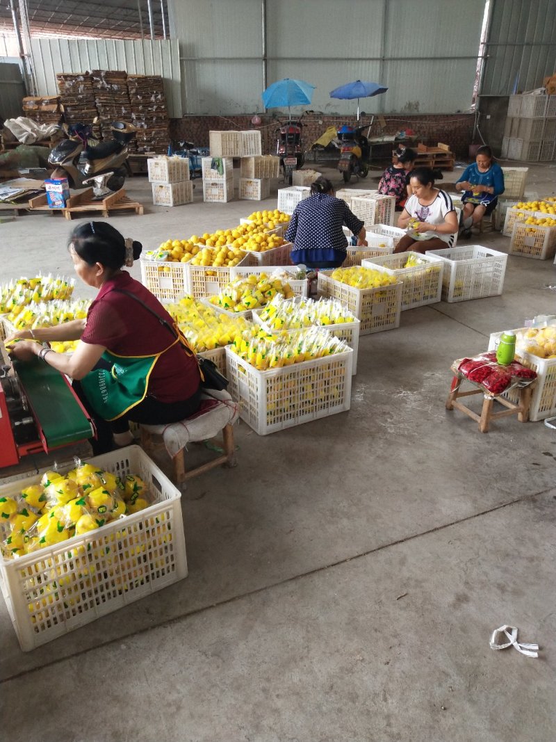 【一件代发】安岳尤力克柠檬皮薄多汁产地直销一件代发