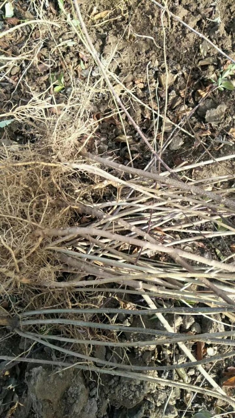 药用连翘苗，连翘苗1年苗，2年药用连翘苗