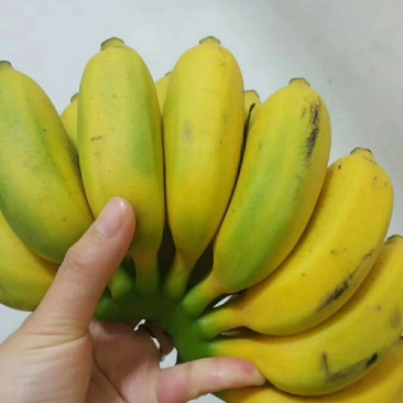 小米蕉，，，，，，，，，，，，，，，，，，，，，