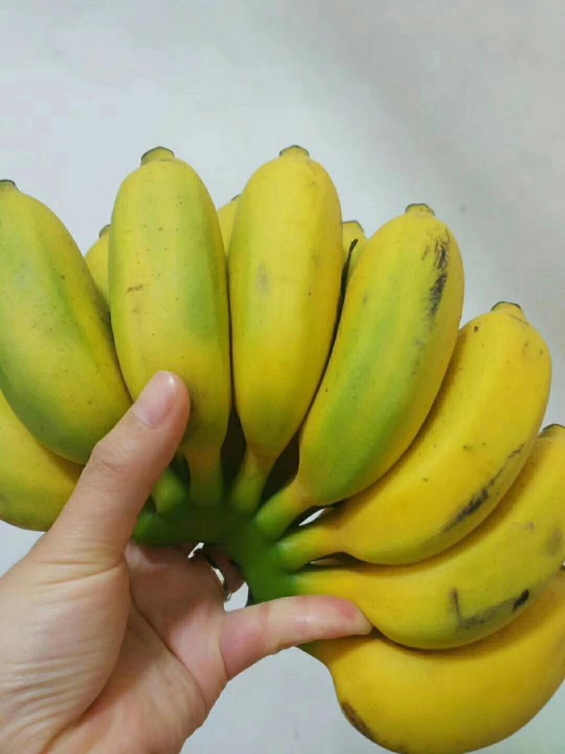 广西小米蕉，，，，，，，，，，，，，，，，，，，，，，