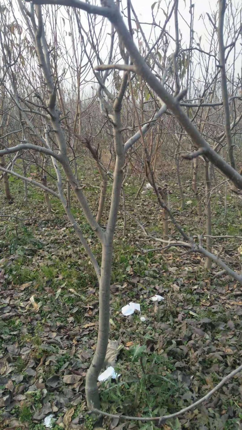 大量出售各种规格的梨树，桃树，杏树