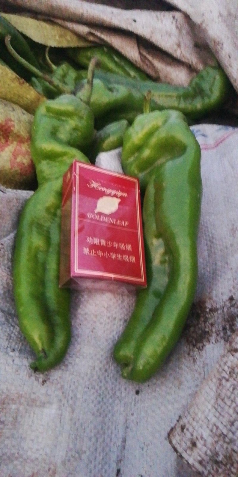 河南商丘辣椒鲜辣椒苏椒线椒一手货源，欢迎砸单，