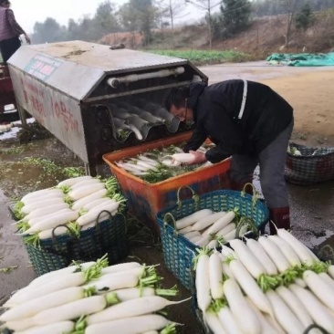 广西北海白萝卜大量上市