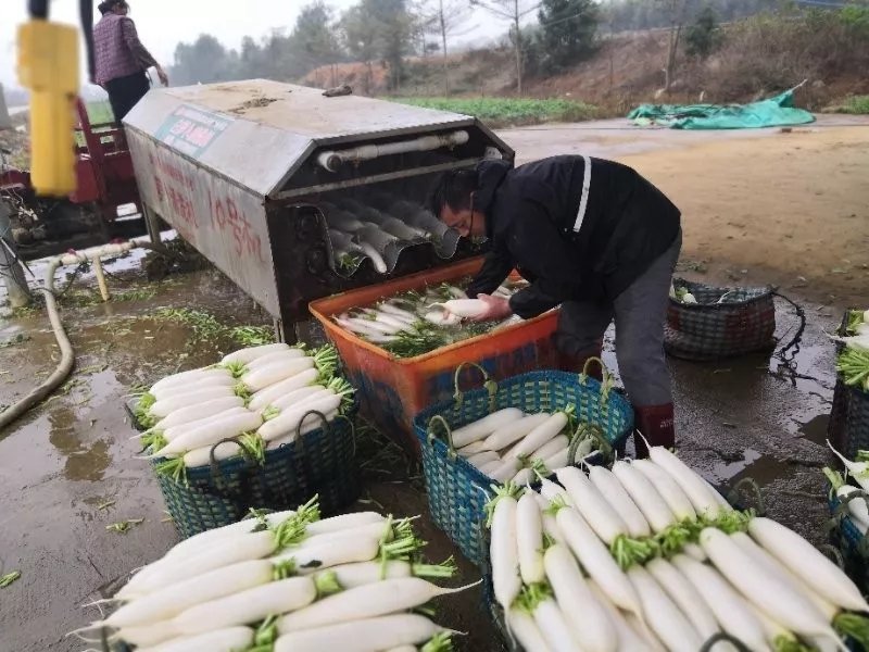 广西北海白萝卜大量上市