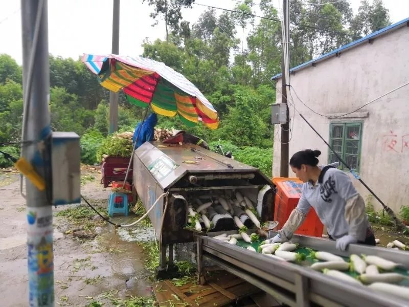 广西北海白萝卜大量上市