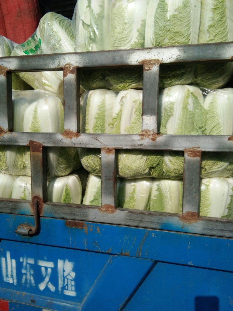 北京新三号大白菜，单棵重6至8斤。质量很好。