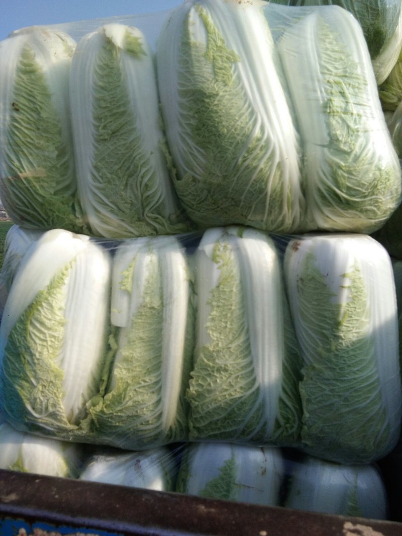 北京新三号大白菜，单棵重6至8斤。质量很好。