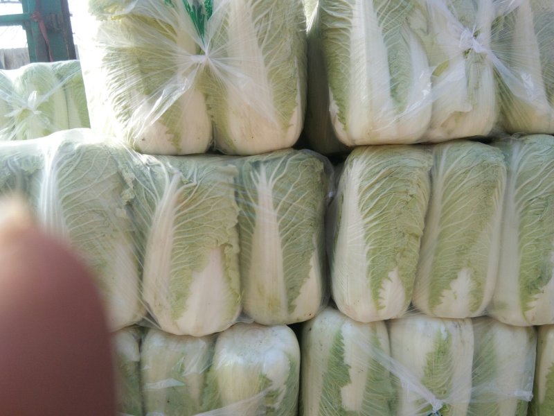 北京新三号大白菜，单棵重6至8斤。质量很好。