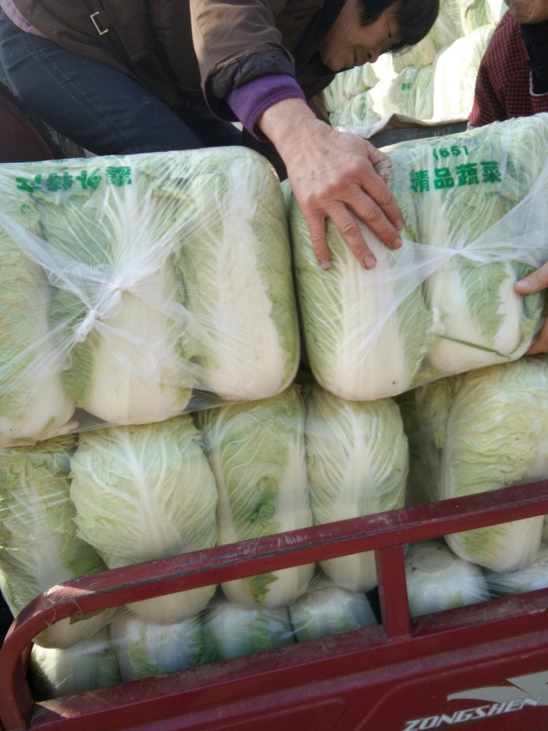 北京新三号大白菜，单棵重6至8斤。质量很好。