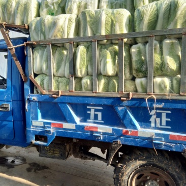 北京新三号大白菜，单棵重6至8斤。质量很好。
