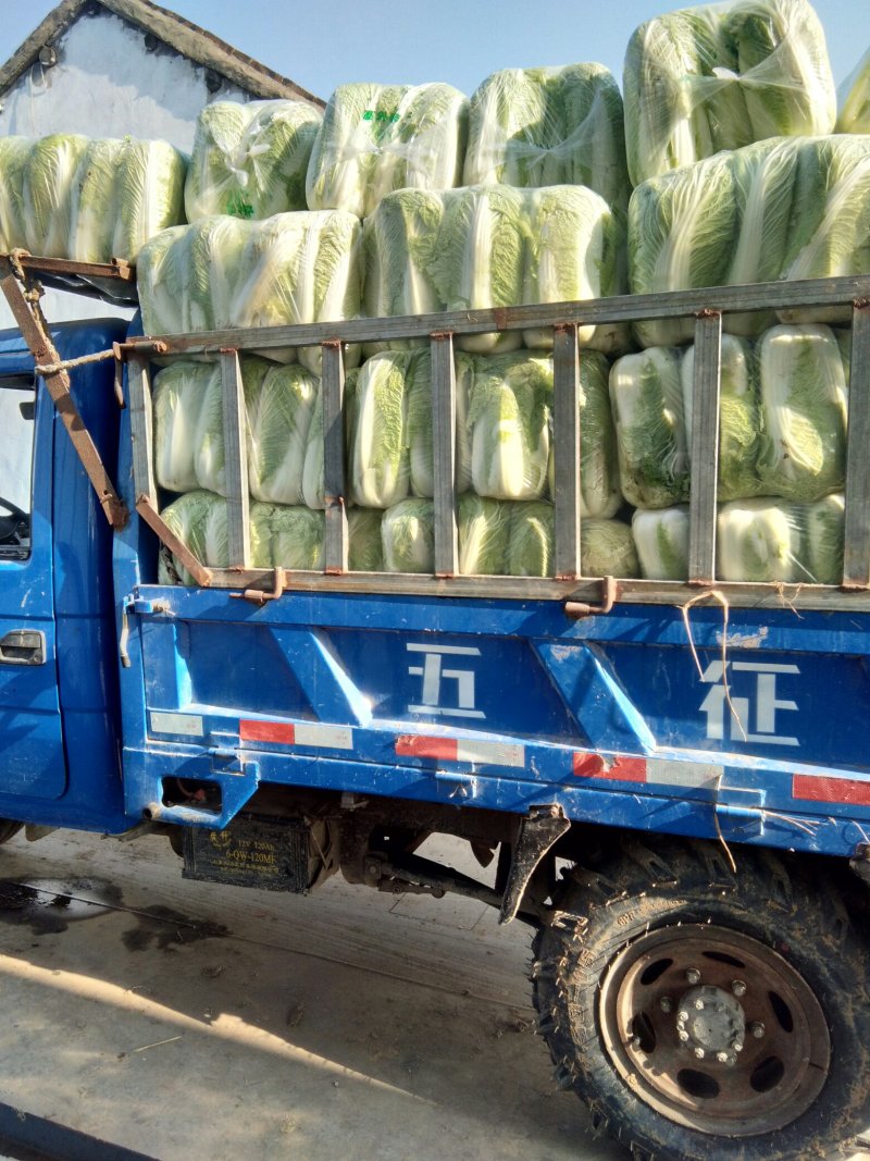北京新三号大白菜，单棵重6至8斤。质量很好。