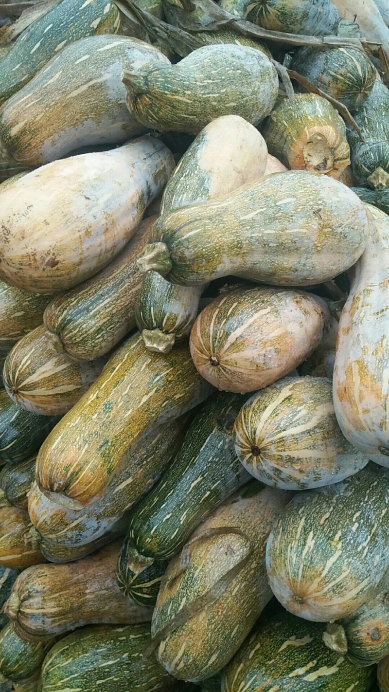 南瓜，量大，价格便宜，养殖专用，！！！！！！！！