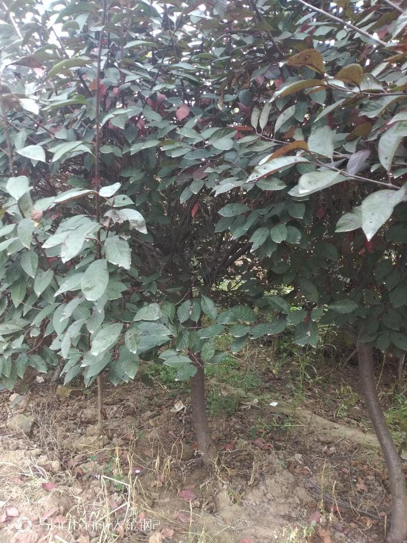 出售大田定植红宝石海棠树，地3-6公分，60-80分枝点