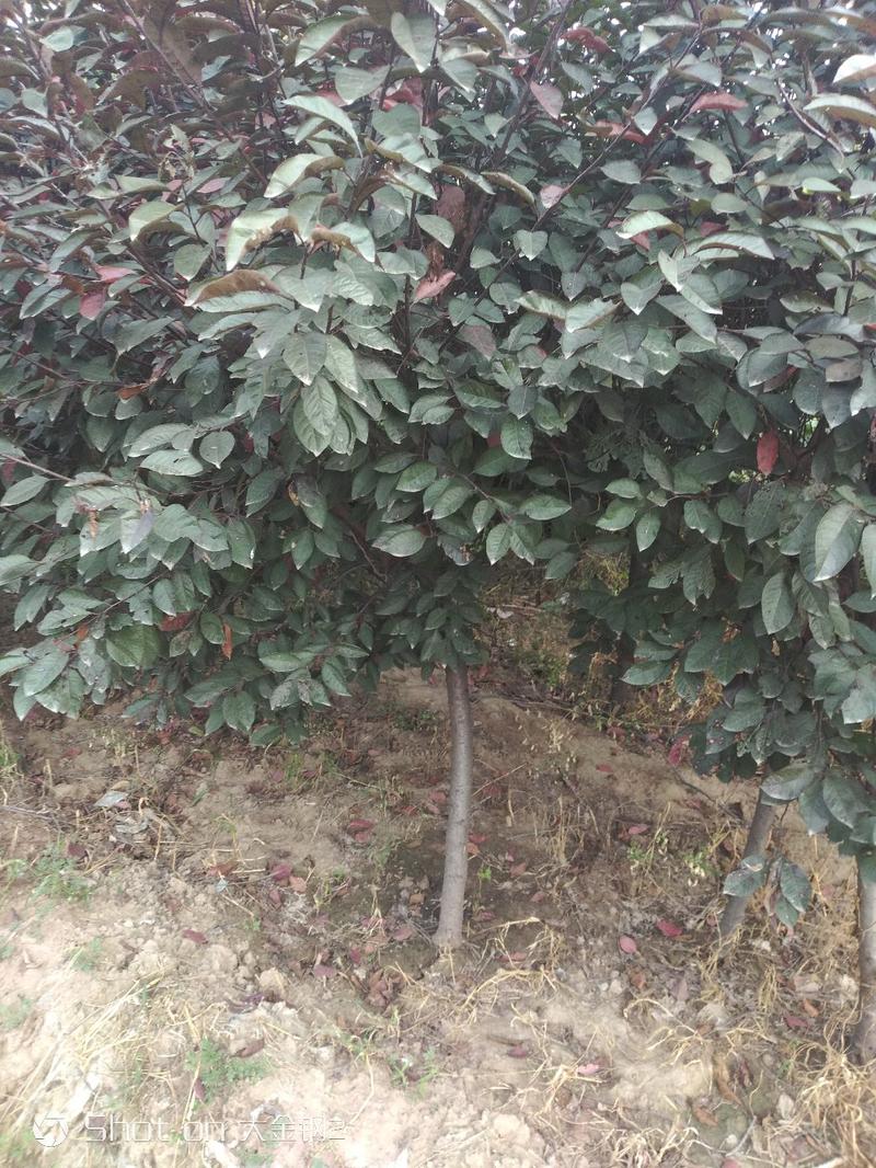 出售大田定植红宝石海棠树，地3-6公分，60-80分枝点