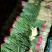 韭菜，小捆包装，河北唐山滦南县大量供应