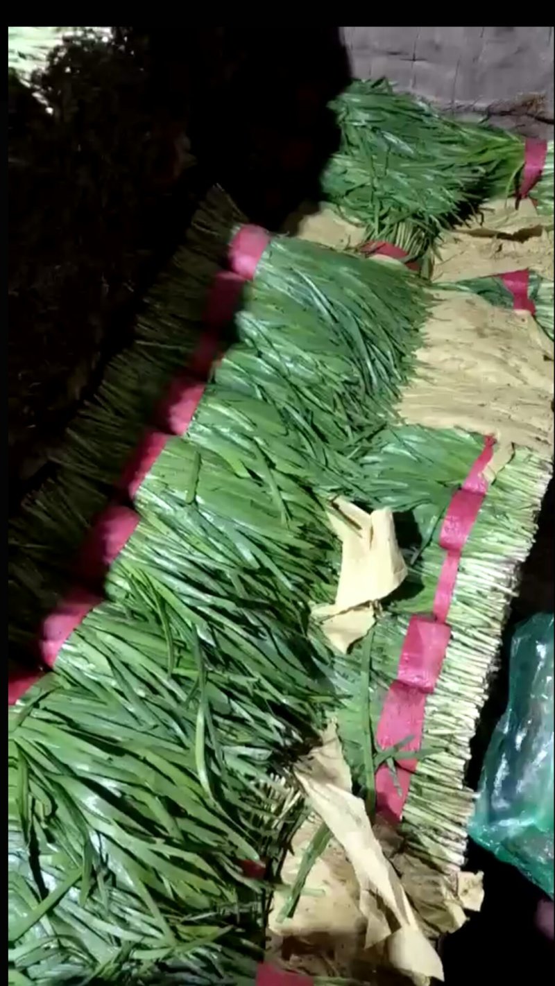 韭菜，小捆包装，河北唐山滦南县大量供应
