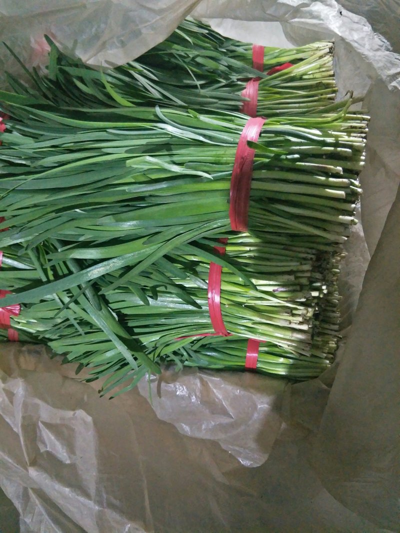 韭菜，小捆包装，河北唐山滦南县大量供应