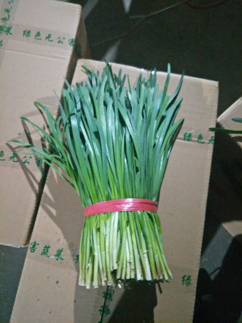 韭菜，小捆包装，河北唐山滦南县大量供应