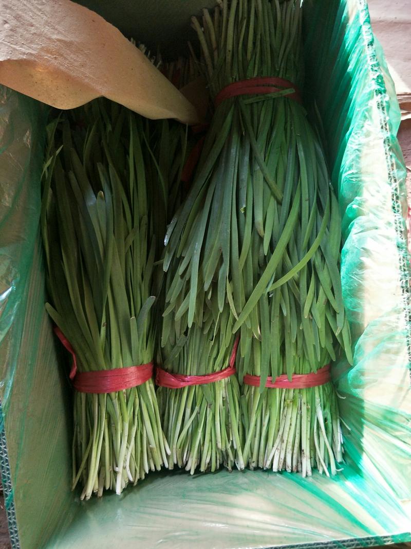 韭菜，小捆包装，河北唐山滦南县大量供应