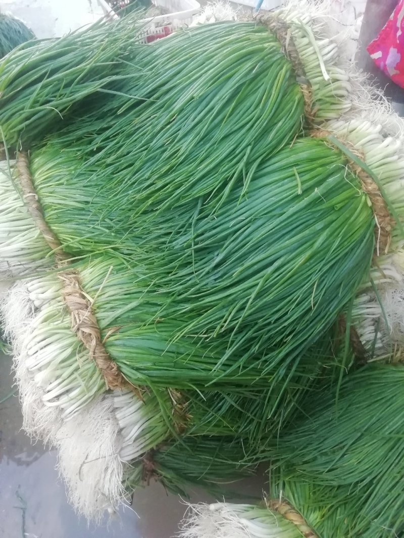 小葱