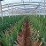 日本大葱