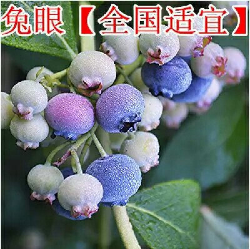 蓝莓树苗盆栽地栽果树苗南北方种植蓝莓苗室内外当年结果