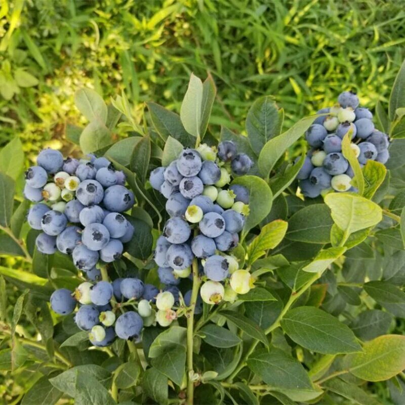 蓝莓树苗盆栽地栽果树苗南北方种植蓝莓苗室内外当年结果