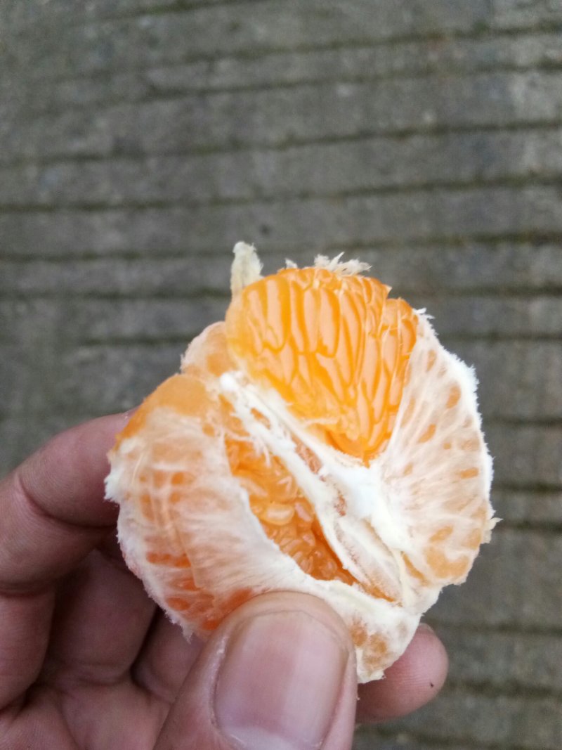 春见（耙耙柑）