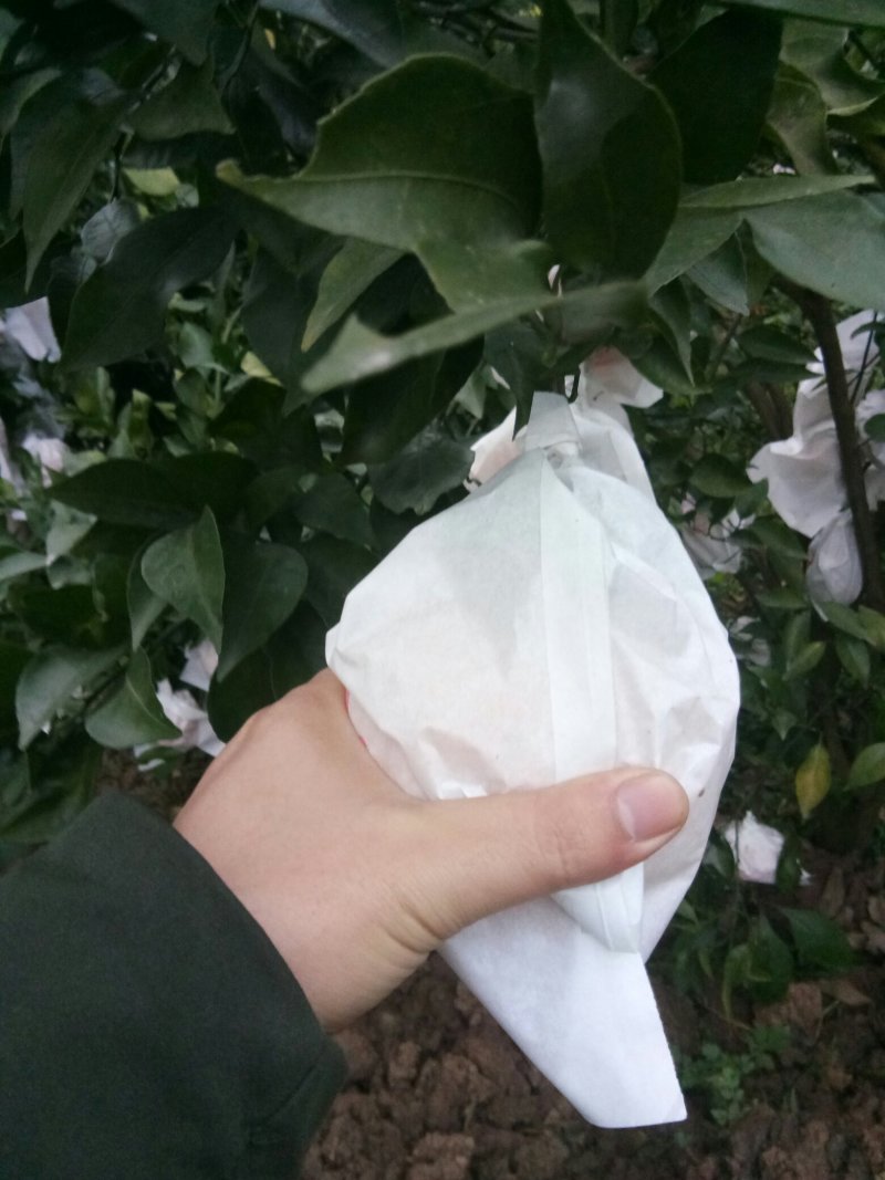 春见（耙耙柑）