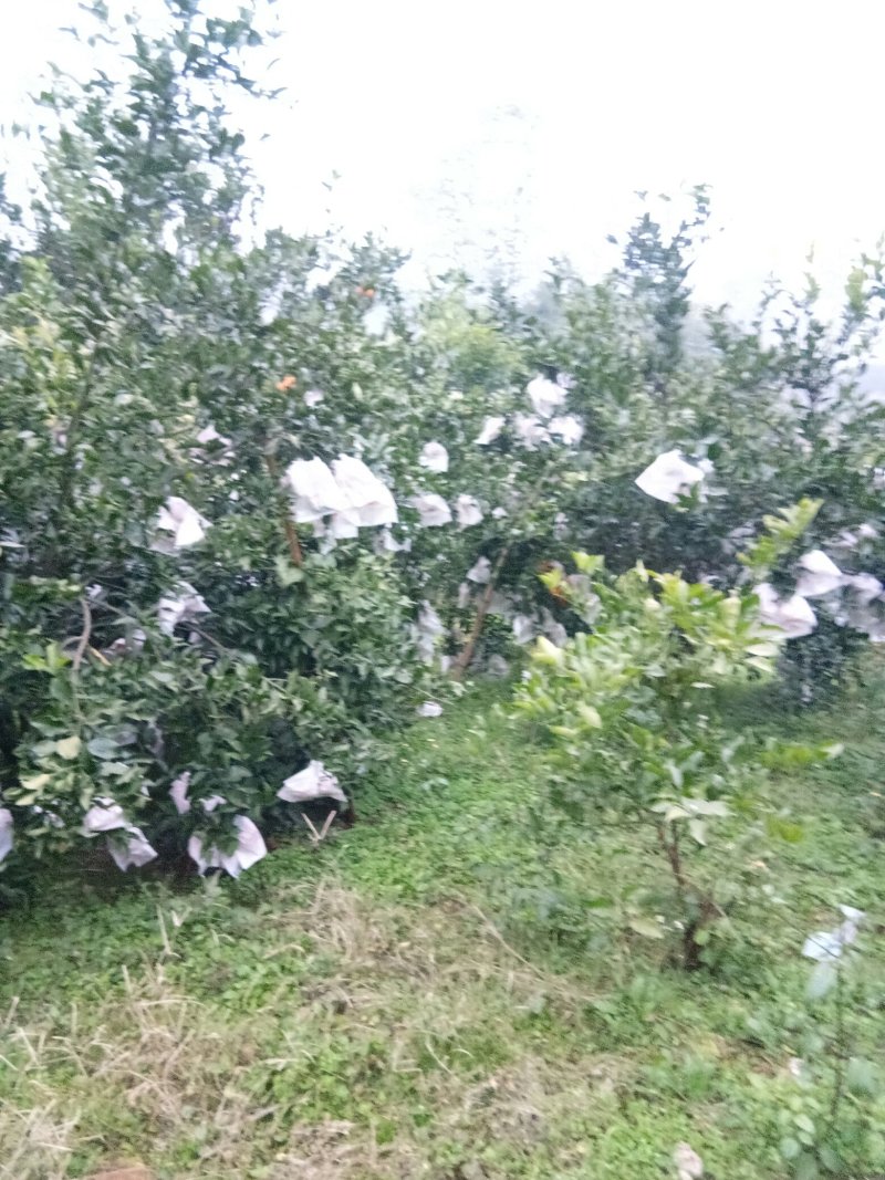 春见（耙耙柑）