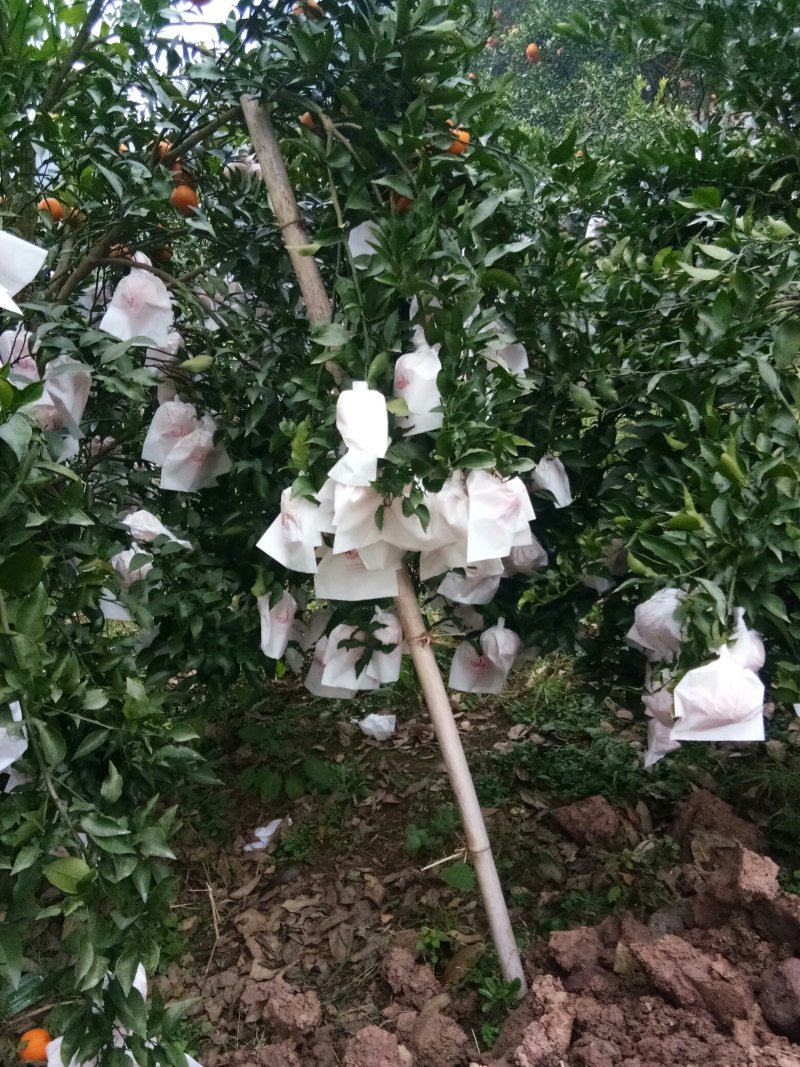 春见（耙耙柑）