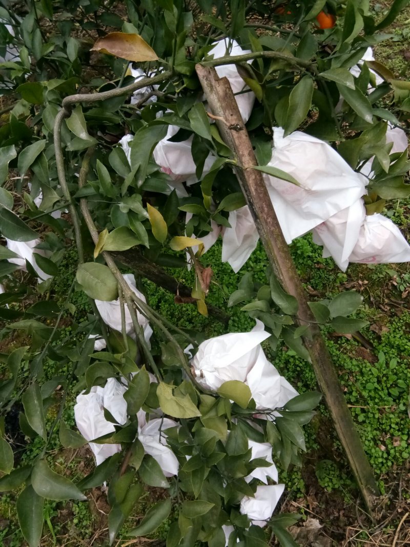 春见（耙耙柑）