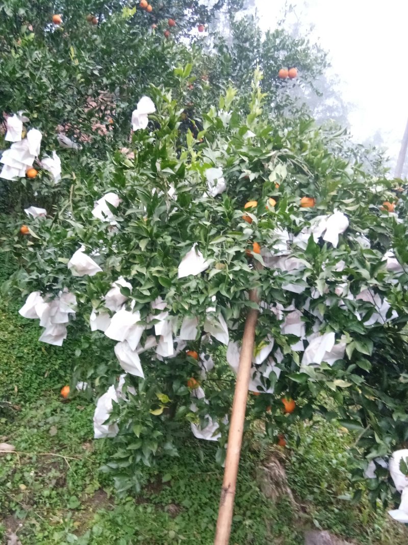 春见（耙耙柑）