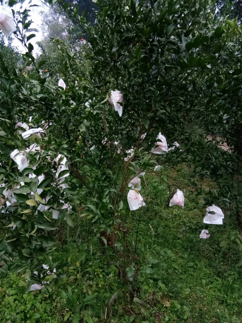 春见（耙耙柑）