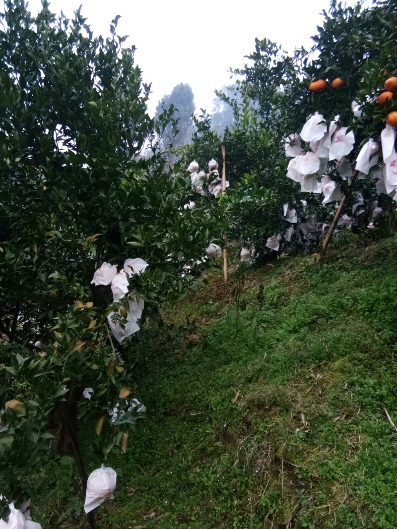 春见（耙耙柑）