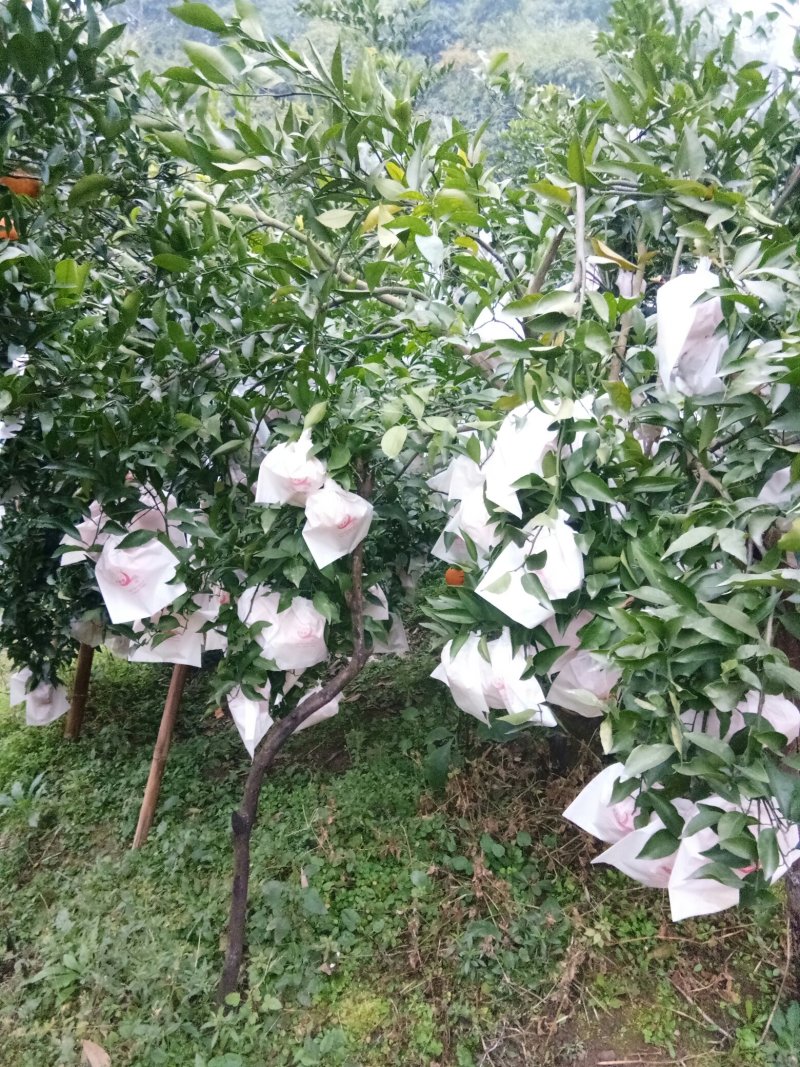春见（耙耙柑）