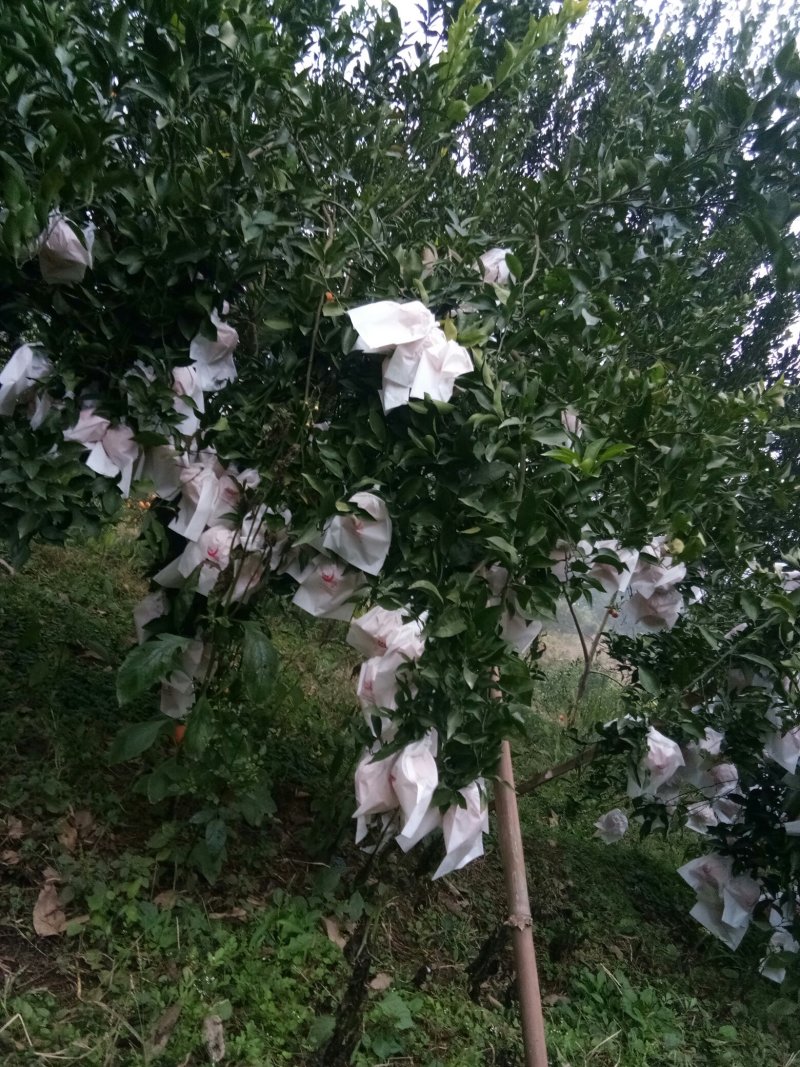 春见（耙耙柑）