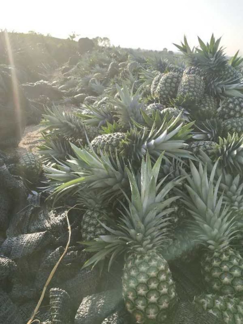 金菠萝