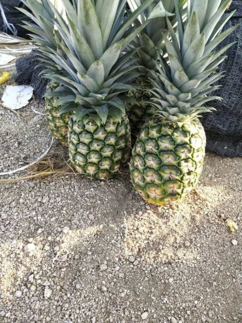 金菠萝