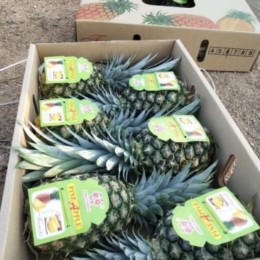 金菠萝