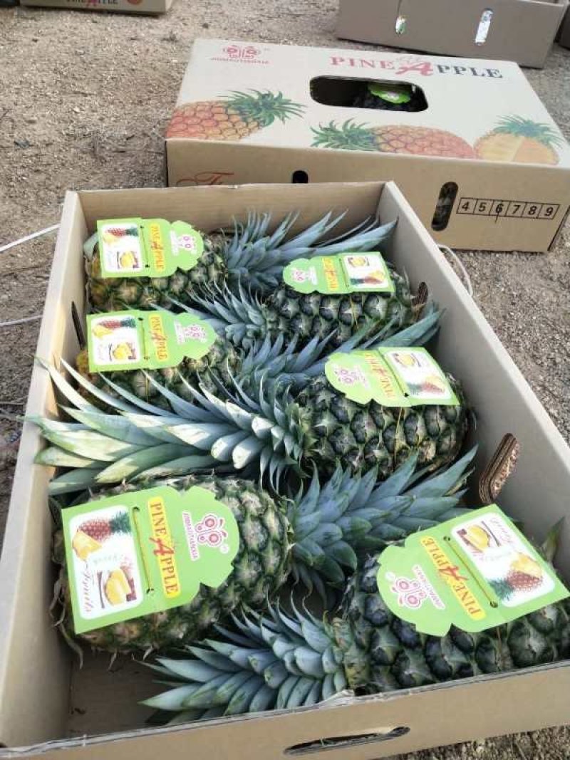 金菠萝