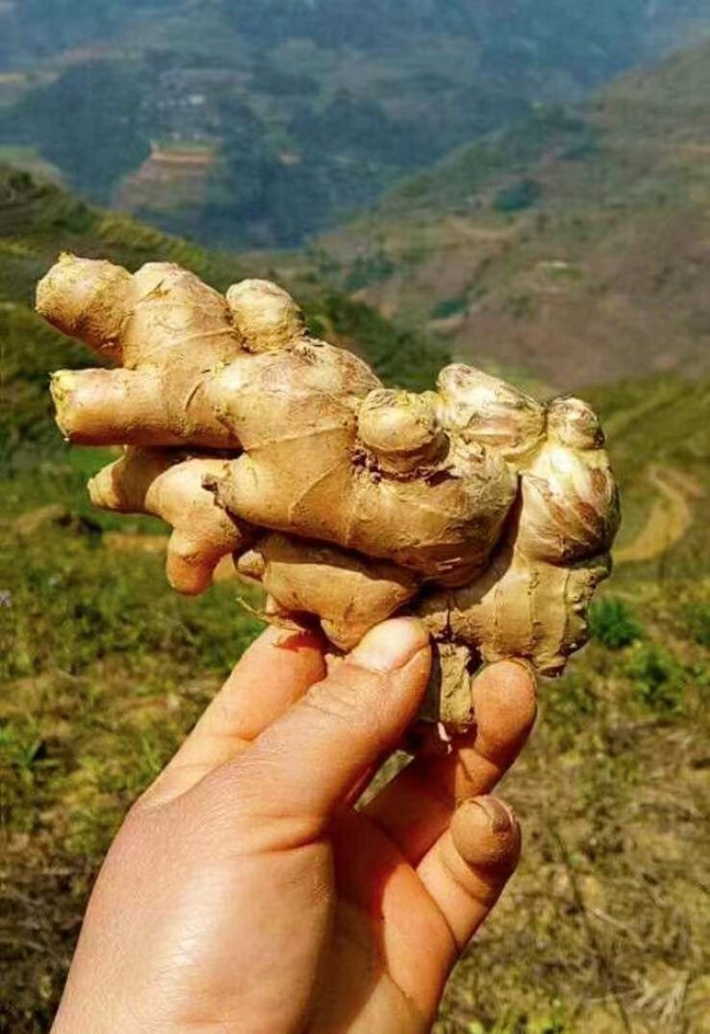 黄姜