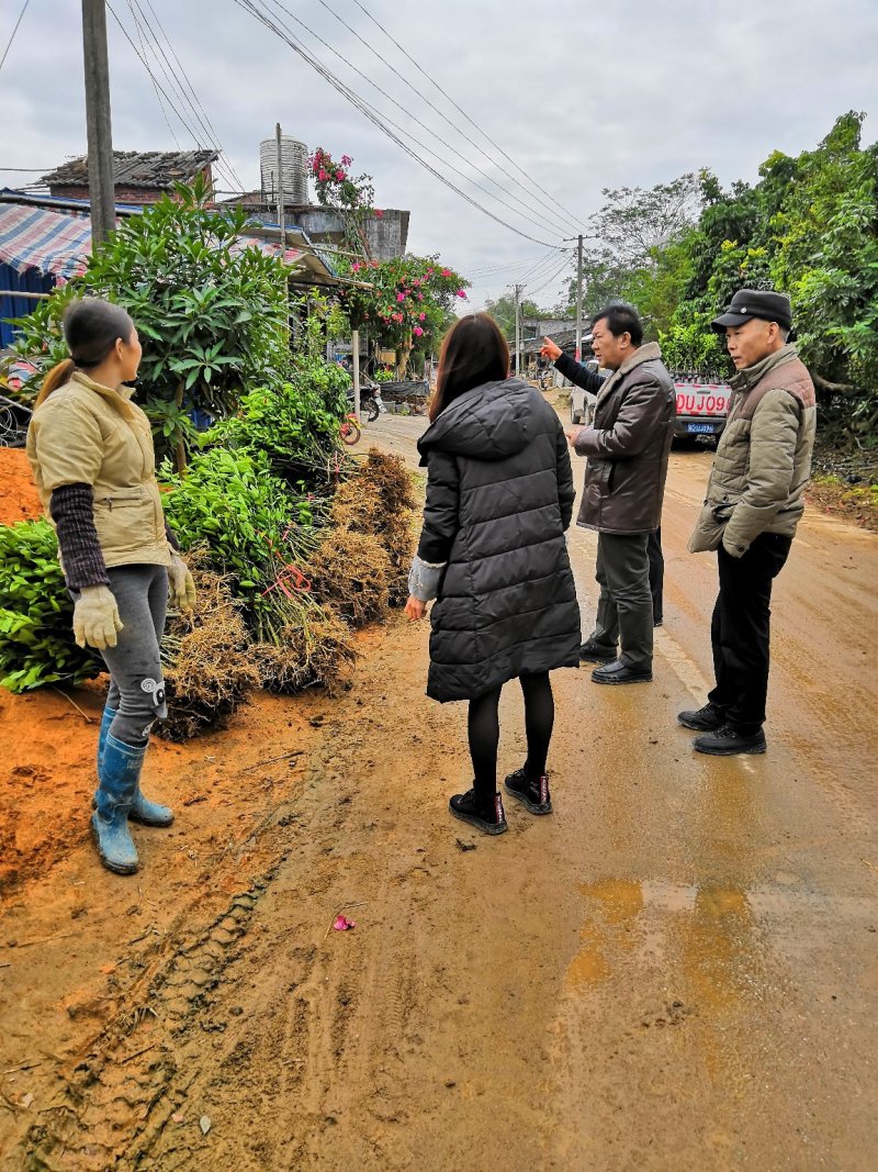 皇帝柑苗，王妃贡柑，正品包邮500棵起顺丰包邮