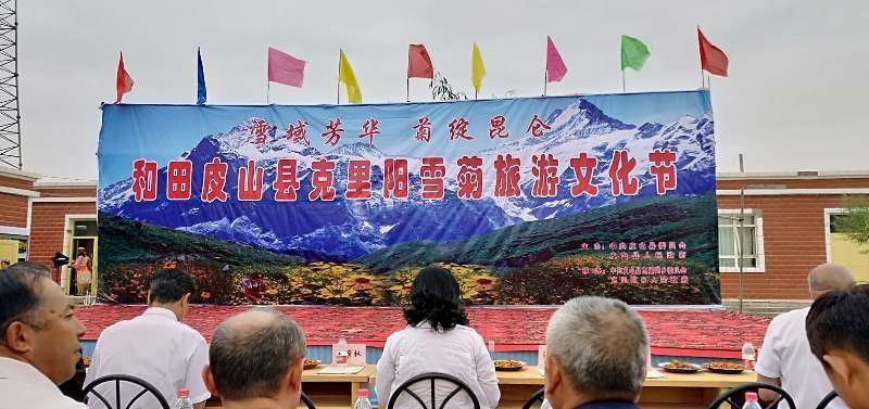 包邮2025年新货新疆高海拔昆仑雪菊克里阳大量批发
