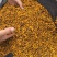 包邮2025年新货新疆高海拔昆仑雪菊克里阳大量批发